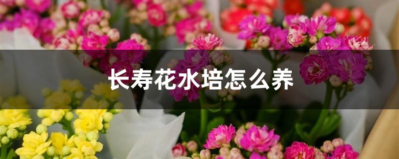 长寿花水培怎么养