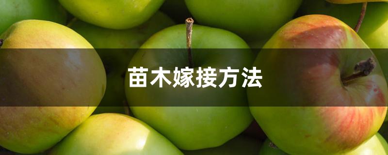 苗木嫁接方法