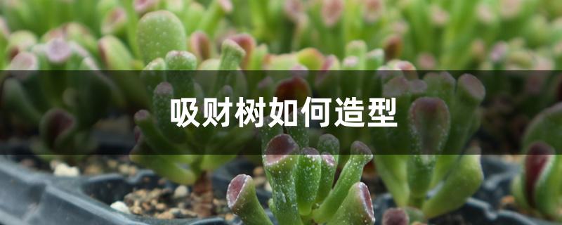 吸财树如何造型