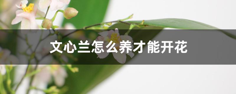 文心兰怎么养才能开花