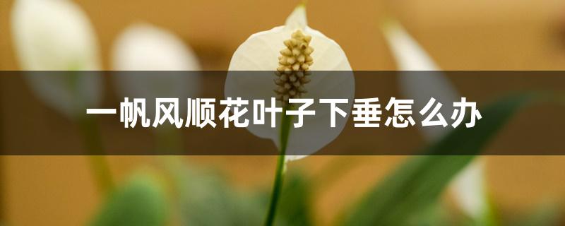 一帆风顺花叶子下垂怎么办 一帆风顺花叶子下垂怎么办
