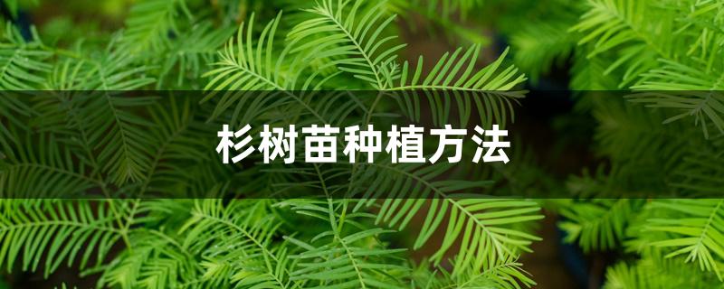 杉树苗种植方法