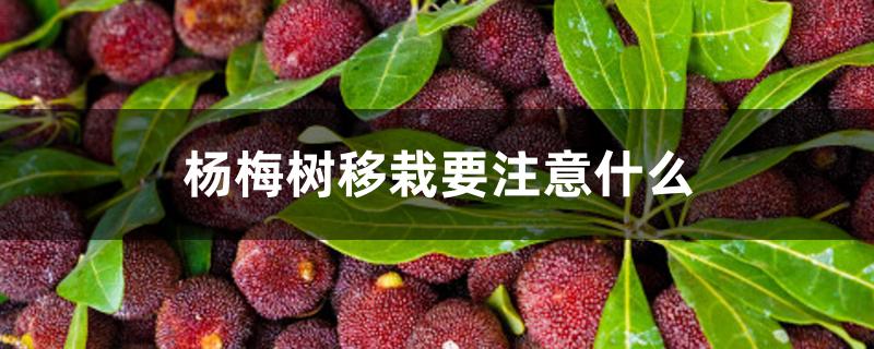 杨梅树移栽要注意什么