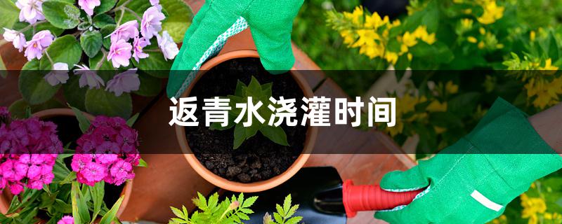 返青水浇灌时间 返青水浇灌时间