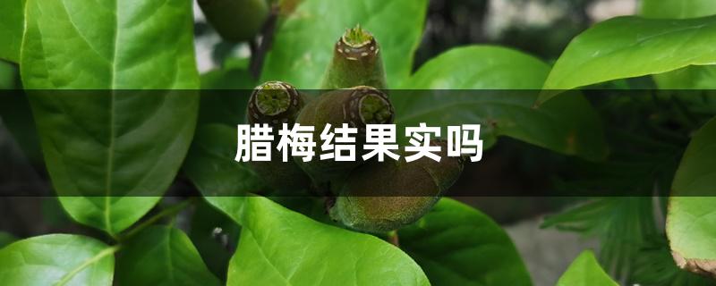 腊梅结果实吗