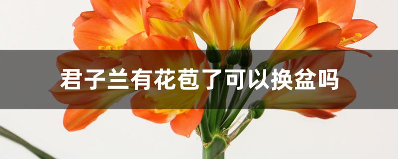 君子兰有花苞了可以换盆吗