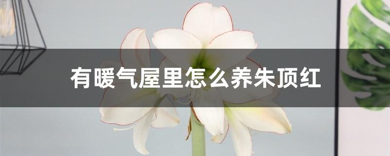 有暖气屋里怎么养朱顶红