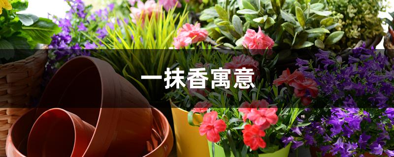 一抹香寓意 一抹香寓意