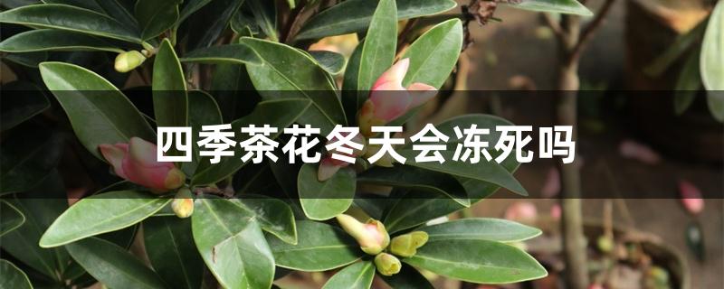 四季茶花冬天会冻死吗