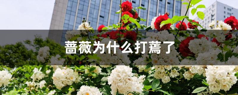 蔷薇为什么打蔫了