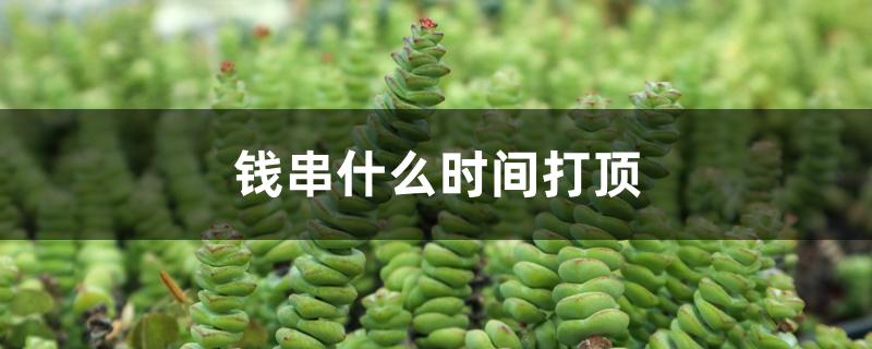 钱串什么时间打顶 钱串什么时间打顶