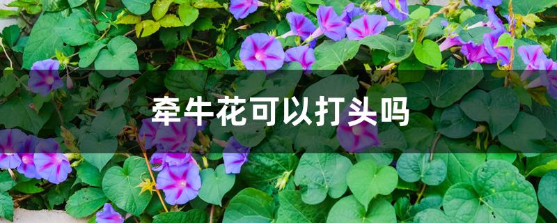 牵牛花可以打头吗