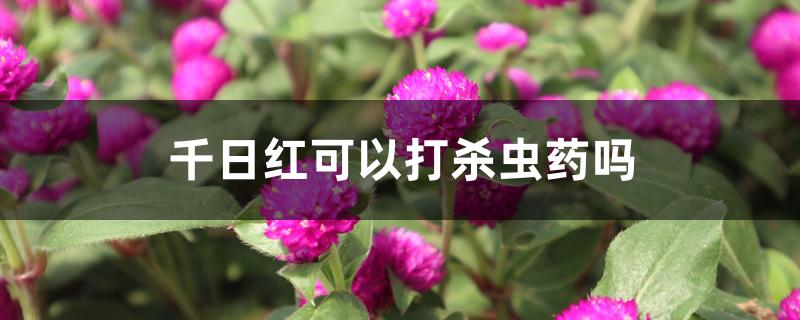 千日红可以打杀虫药吗 千日红可以打杀虫药吗