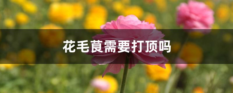 花毛茛需要打顶吗