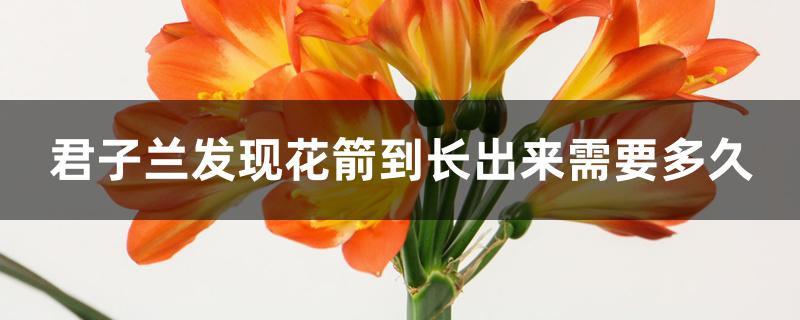 君子兰发现花箭到长出来需要多久