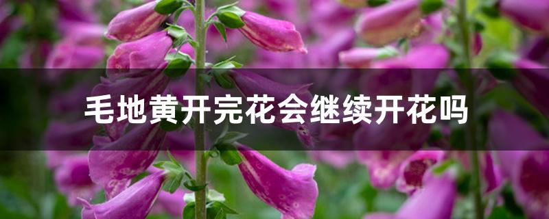 毛地黄开完花会继续开花吗