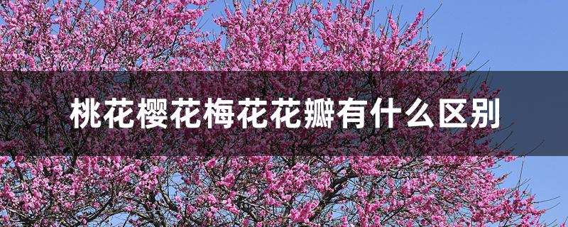 桃花樱花梅花花瓣有什么区别