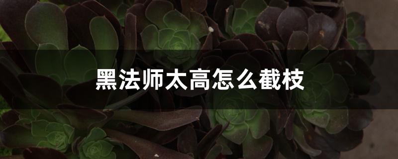 黑法师太高怎么截枝