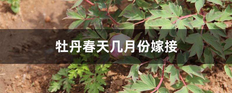 牡丹春天几月份嫁接