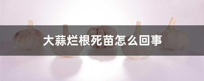 大蒜烂根死苗怎么回事