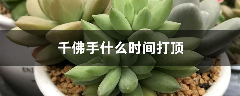 千佛手什么时间打顶