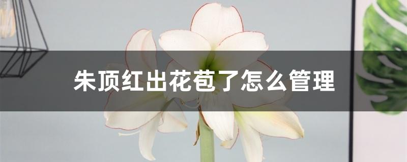 朱顶红出花苞了怎么管理