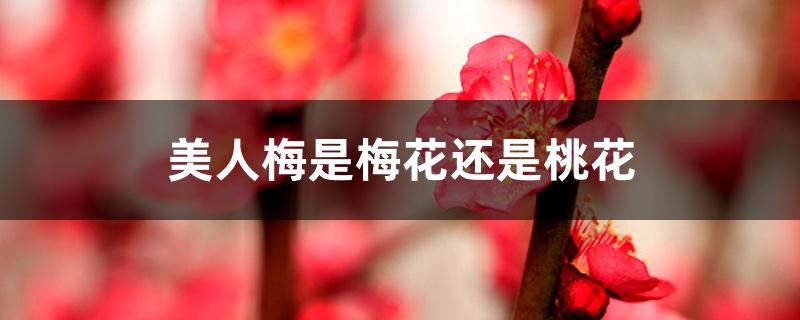 美人梅是梅花还是桃花