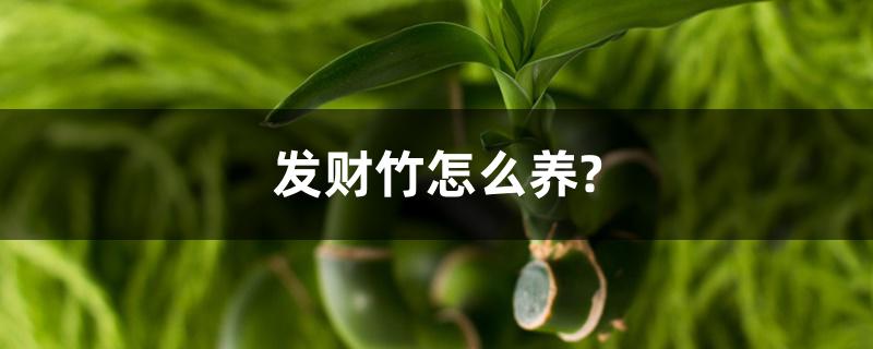 发财竹怎么养?