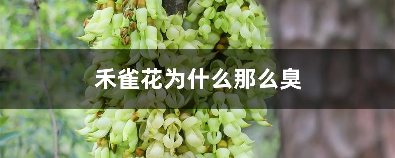 禾雀花为什么那么臭 禾雀花为什么那么臭