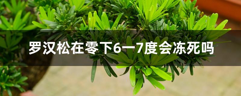 罗汉松在零下6一7度会冻死吗