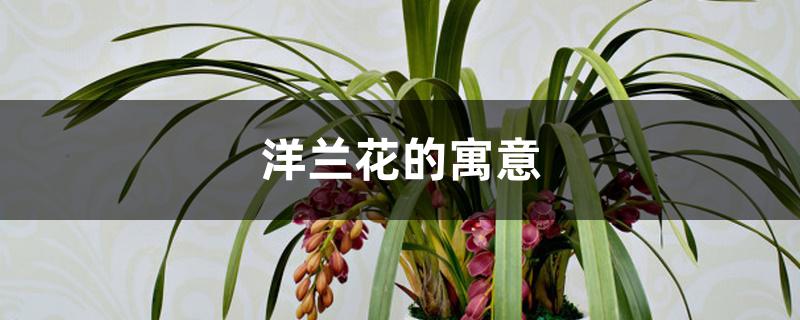 洋兰花的寓意