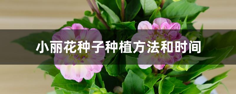 小丽花种子种植方法和时间