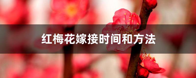 红梅花嫁接时间和方法