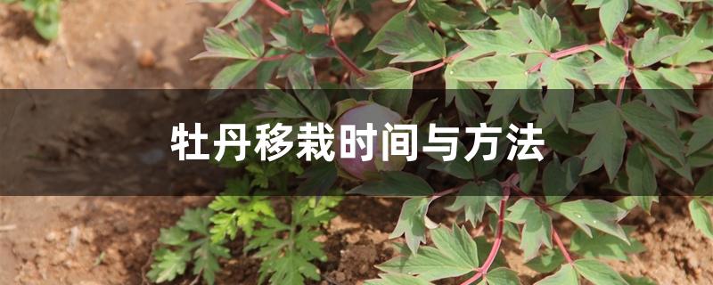 牡丹移栽时间与方法