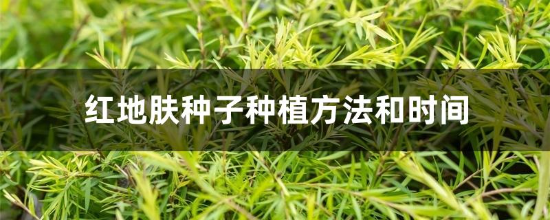 红地肤种子种植方法和时间