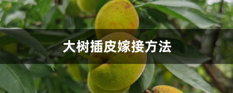 大树插皮嫁接方法