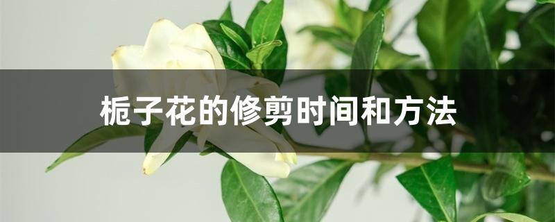 栀子花的修剪时间和方法