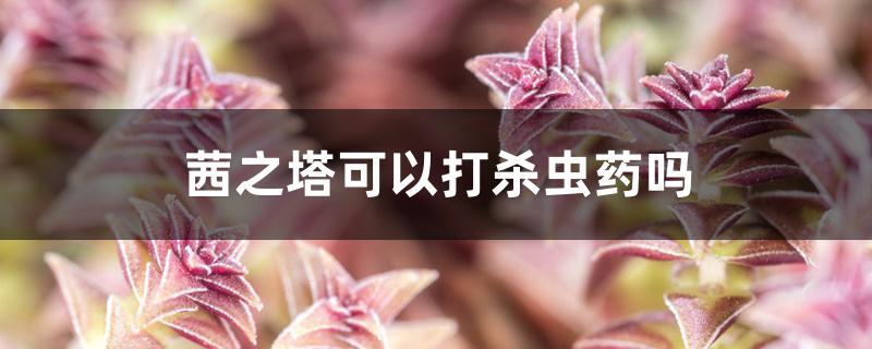 茜之塔可以打杀虫药吗