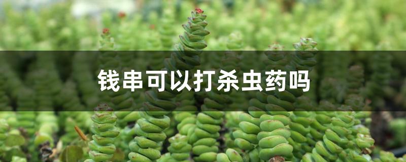 钱串可以打杀虫药吗