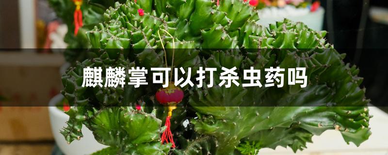 麒麟掌可以打杀虫药吗