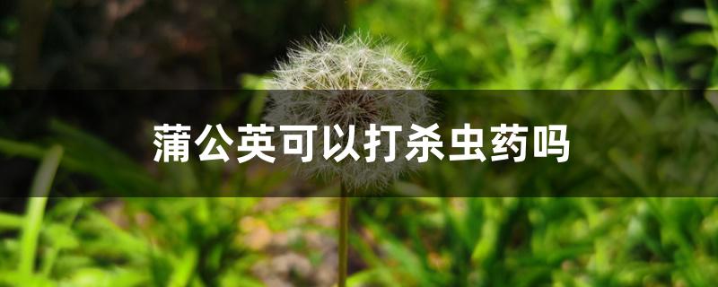 蒲公英可以打杀虫药吗