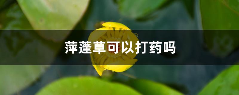 萍蓬草可以打药吗