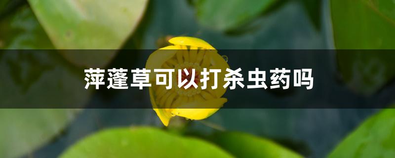 萍蓬草可以打杀虫药吗