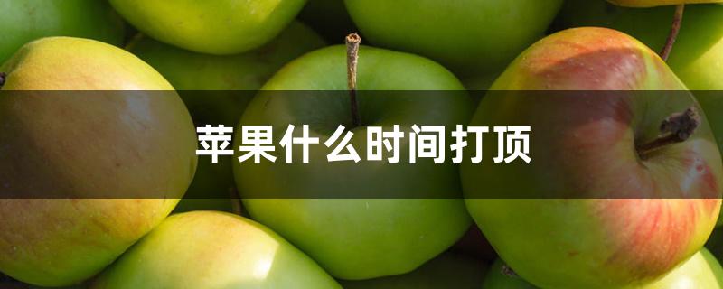 苹果什么时间打顶