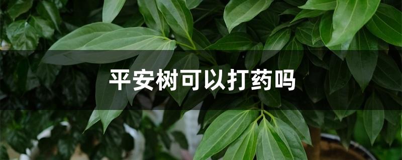 平安树可以打药吗