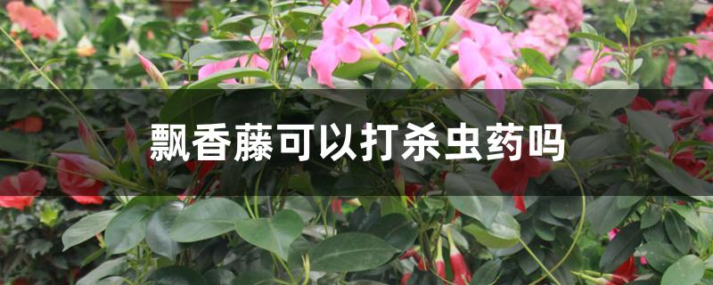 飘香藤可以打杀虫药吗 飘香藤可以打杀虫药吗