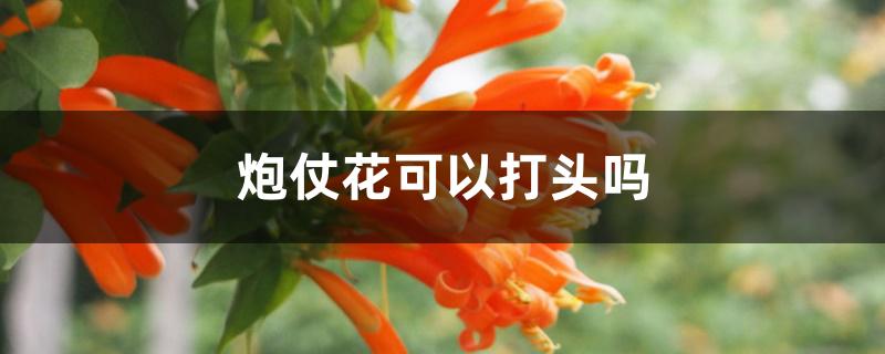 炮仗花可以打头吗