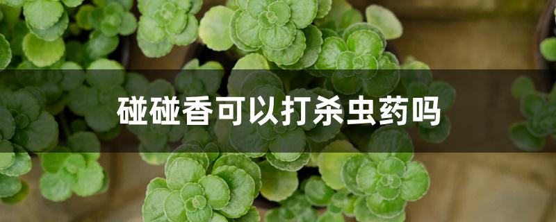 碰碰香可以打杀虫药吗 碰碰香可以打杀虫药吗