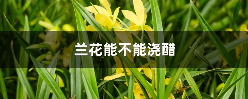 兰花能不能浇醋 兰花能不能浇醋