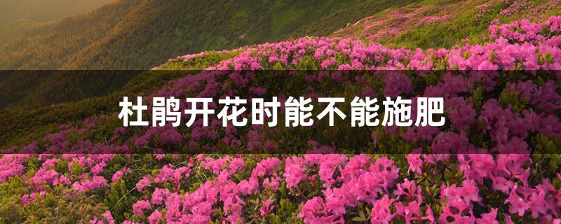 杜鹃开花时能不能施肥